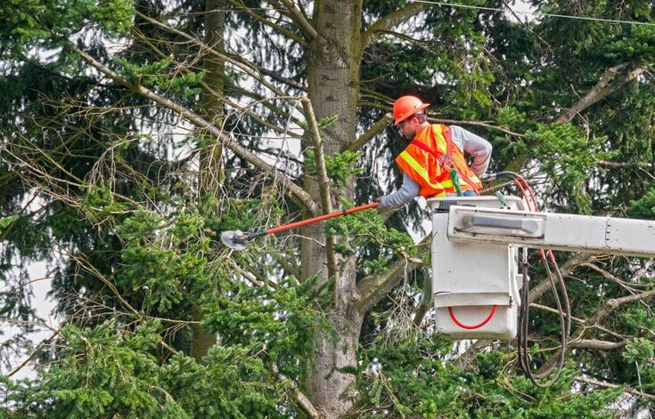 Best Tree Surgeon in Dublin